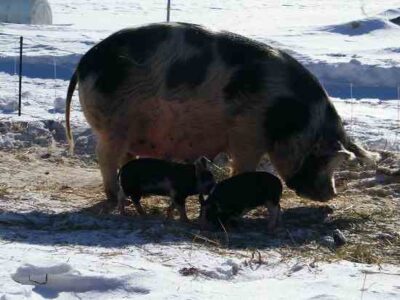 The Importance of Minerals in Your Pastured Pigs’ Diet Image